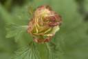 WR Flower 6.jpg
