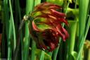 WR Flower 7.jpg