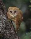 owl.jpg