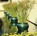 Week_7_Cyperus_papyrus2_lg.jpg