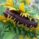 WR Flower 1.jpg
