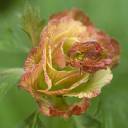 WR Flower 6.jpg