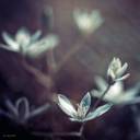 Iyone Semestrong_CS_Underlay__Mg2226_by_julie-rc_@DA.jpg