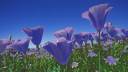 Iyone_Paxa_Peora_Underlay_Purple Blue Flowers.jpg