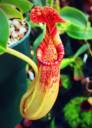 quixaorchid.jpg