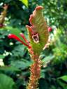 pestilenceplant.jpg