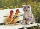 funny_duck_picture_15.jpg