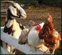 animals1.jpg
