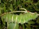 comet catapillar.jpg