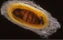 pupa.jpg