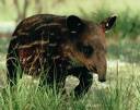 juvenille tapir.jpg