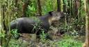 adult tapir.jpg