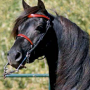 Black horse - Javil.png