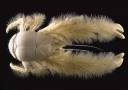 yeti crab.jpg