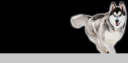 Husky.png