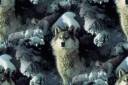 wolf.jpg