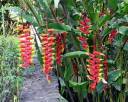firecracker flowers.jpg