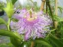 flower.jpg