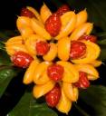 hairy fruit.jpg