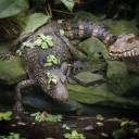 Alligator.jpg