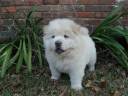 chowchow.jpg