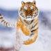 amur_tiger_in_snow-normal5.jpg