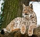 lynxmodel.jpg