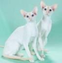 146121-300x303-colorpoint_shorthairs2.jpg