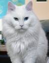 Deaf_odd_eye_white_cat_sebastian.jpg