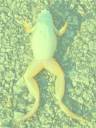 frog.jpg