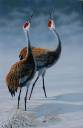 1336_Sandhill_Cranes.jpg
