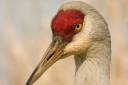 1280px-Sandhill_crane.jpg
