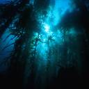 Underwater_KelpBeds.jpg