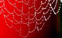 Red-Spider-Web-Water-Drops-1200x1920.jpg