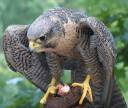 Falcon_by_SRT202.jpg