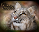 Tessa BOX.png
