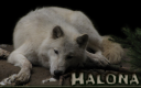 Halona.png