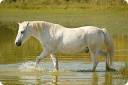 White_Horse_2116556.jpg