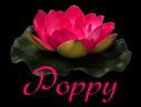 Poppy.png