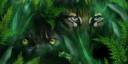 Jungle Cat Eyes.jpg