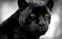 Green Eyed Panther.jpg