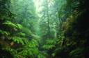 Jungle.jpg