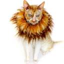 xcat-collars.jpeg.pagespeed.ic.3imqIQGgkS.jpg