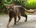 CATS-PICTURES.ORG_-_950-800x605-oriental+longhair-blackmystica-solo-miotic+pupil-brown+hair-green+eyes.jpg