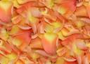 rosepetal.jpg