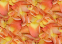rosepetals.png