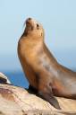 cali_sea_lion.jpg