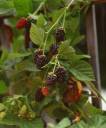 Berries-red.jpg