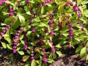 Berries-purple-RS.jpg