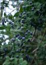 Berries-blue-RS.jpg